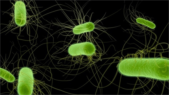 Bacteria Biofuel