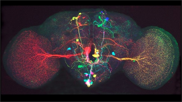 Fruit Fly Neurone Technique Produces Vivid Visuals