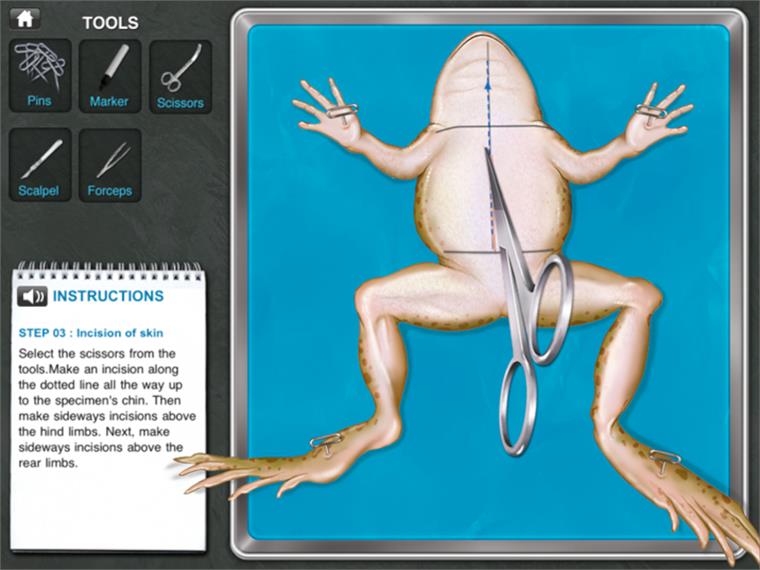 do a virtual frog dissection