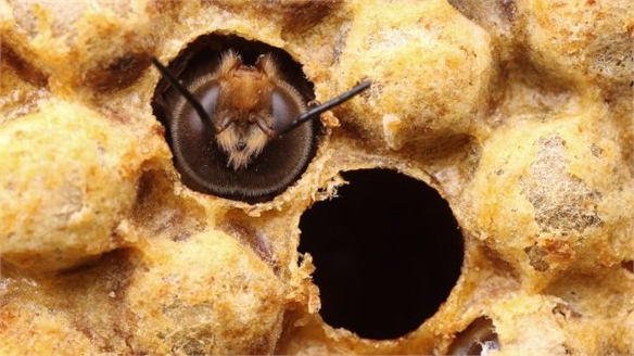 Artificial Bee Silk