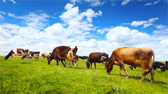 ‘Crowdfunded Cows’ Offer Sustainable Beef