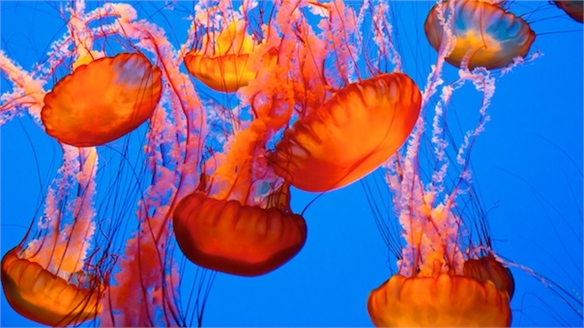 Jellyfish Nappies