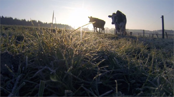 Waitrose’s Live-Streamed Cows