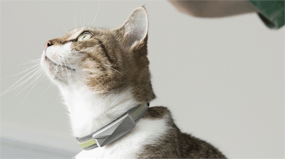Felcana: Smart Sensors for Pet Wellbeing 