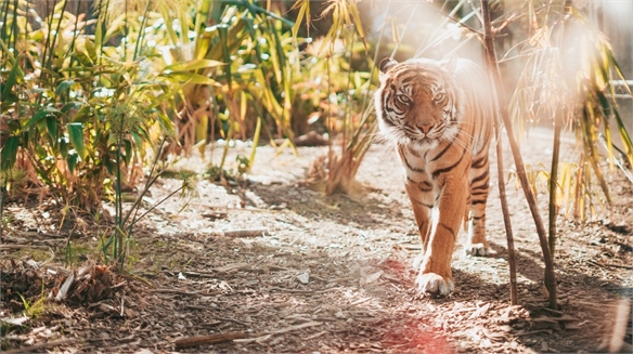 Crime-Fighting Algorithm Will Help Prevent Tiger Extinction