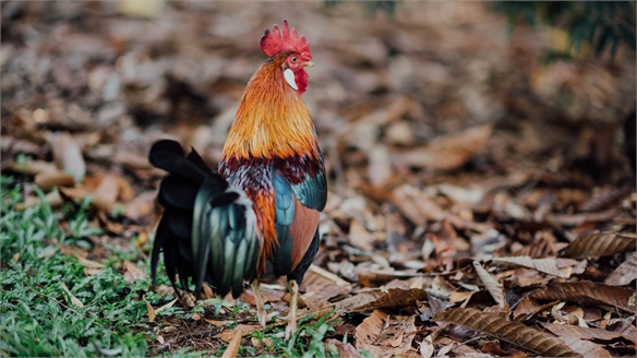 Elevated Animal Welfare: GPS-Tracked Chickens