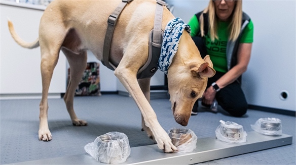 Helsinki Airport Dogs Detect Passengers with Covid-19