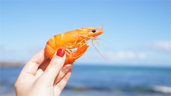 Shrimp-Waste Supplements